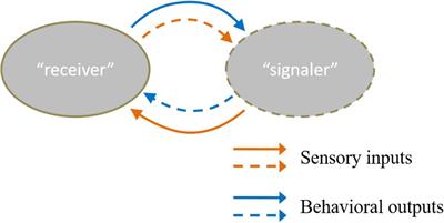 Regulation of Social Recognition Memory in the Hippocampal Circuits